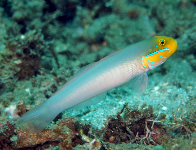 Valenciennea strigata (Ghiozzo dalla striscia blu)